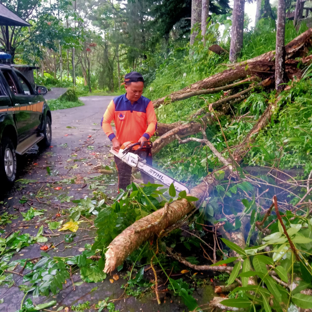 Pohon Tumbang di Banjar Beng, Desa Carangsari, Kecamatan Petang Tanggal 10 Februari 2024